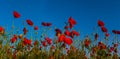 red poppy flowers on blue sky background Royalty Free Stock Photo