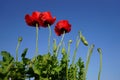 Red poppy flowers blue sky Royalty Free Stock Photo