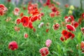 Red poppy flowers Royalty Free Stock Photo