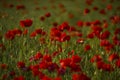 Red poppy flowers and buds on a meadow on a green natural background. Close-up soft focus blurred background Royalty Free Stock Photo