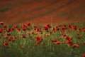 Red poppy flowers and buds on a meadow on a green natural background. Close-up soft focus blurred background Royalty Free Stock Photo