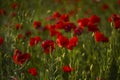 Red poppy flowers and buds on a meadow on a green natural background. Close-up soft focus blurred background Royalty Free Stock Photo