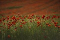 Red poppy flowers and buds on a meadow on a green natural background. Royalty Free Stock Photo