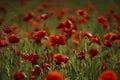 Red poppy flowers and buds on a meadow on a green natural background. Close-up soft focus blurred background Royalty Free Stock Photo