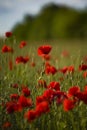 Red poppy flowers and buds on a meadow on a green natural background. Close-up soft focus blurred background Royalty Free Stock Photo