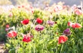 Red poppy flowers in Chiengmai. Royalty Free Stock Photo