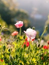 Red poppy flowers in Chiengmai Royalty Free Stock Photo