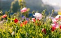 Red poppy flowers in Chiengmai Royalty Free Stock Photo