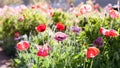 Red poppy flowers in Chiengmai Royalty Free Stock Photo