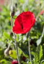 Red poppy flowers in Chiengmai Royalty Free Stock Photo