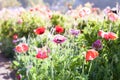 Red poppy flowers in Chiengmai. Royalty Free Stock Photo