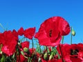 Red Poppy flowers close up in blue sky background Royalty Free Stock Photo