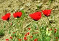 Red Poppy flowers close up in pale red background Royalty Free Stock Photo