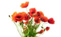 Red Poppy flowers closeup. Bouquet of blooming Poppies isolated on whit Royalty Free Stock Photo