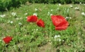 Red poppy flowers - Eutopia Gardens Royalty Free Stock Photo