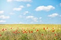 Red poppy flowers field against the blue sky in summer, nature background Royalty Free Stock Photo