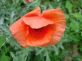 Red poppy flowers on the field as symbol for Remembrance Day Royalty Free Stock Photo