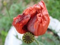 Red poppy flowers on the field as symbol for Remembrance Day Royalty Free Stock Photo