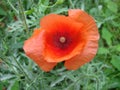 Red poppy flowers on the field as symbol for Remembrance Day Royalty Free Stock Photo