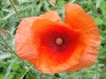 Red poppy flowers on the field as symbol for Remembrance Day Royalty Free Stock Photo