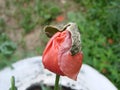 Red poppy flowers on the field as symbol for Remembrance Day Royalty Free Stock Photo