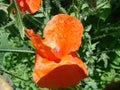 Red poppy flowers on the field as symbol for Remembrance Day Royalty Free Stock Photo