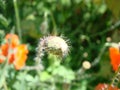 Red poppy flowers on the field as symbol for Remembrance Day Royalty Free Stock Photo