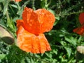 Red poppy flowers on the field as symbol for Remembrance Day Royalty Free Stock Photo