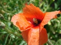 Red poppy flowers on the field as symbol for Remembrance Day Royalty Free Stock Photo