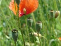 Red poppy flowers on the field as symbol for Remembrance Day Royalty Free Stock Photo