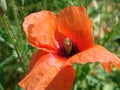 Red poppy flowers on the field as symbol for Remembrance Day Royalty Free Stock Photo