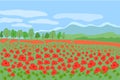 Red poppy flowers field beautiful natural landscape of French Provence Royalty Free Stock Photo