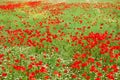 Red poppy flowers field blooming in spring Royalty Free Stock Photo