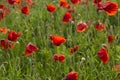 Red poppy flowers field close up Royalty Free Stock Photo