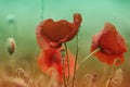 Red poppy flowers field close up. Red poppy on green weeds field Royalty Free Stock Photo