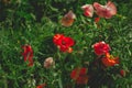 poppy flowers field dark toned