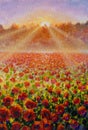 Red poppy flowers field sunset sun rays Royalty Free Stock Photo