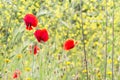 Red poppy flowers on the field, symbol for Remembrance Day Royalty Free Stock Photo