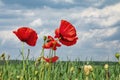 Red poppy flowers on the field in Ukraine Royalty Free Stock Photo