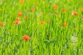 Red poppy flowers in a field of wheat in a typical rolling hill landscape during early summer near Maastricht, the Netherlands Royalty Free Stock Photo