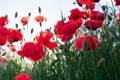 Red poppy flowers field. Zero angle. Spring background Royalty Free Stock Photo