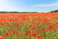 Red poppy flowers on fields Royalty Free Stock Photo