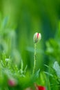 red poppy flowers flourishing bud, red poppy also called poppy flower closeup photo Royalty Free Stock Photo