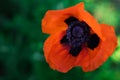 Red poppy flowers in the garden at sunset, natural floral background. Brilliant Poppy Oriental