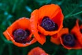 Red poppy flowers in the garden at sunset, natural floral background. Brilliant Poppy Oriental