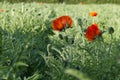 Red poppy flowers in the green field. Royalty Free Stock Photo