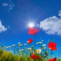 poppy flowers among green prairie at the sunny day