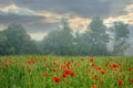 red poppy flowers among the green wheat field Royalty Free Stock Photo