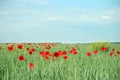 Red poppy flowers in green wheat field Royalty Free Stock Photo