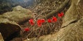Red poppy flowers growing to glorify the veteran hero soldiers